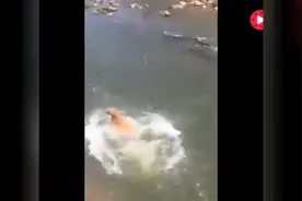 狗狗竟然能听懂英语，GO视频封面