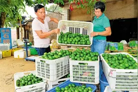 琼海塔洋柠檬喜获丰收 种植面积达5600亩图片