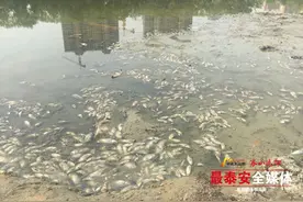 泰安市高新区凤凰湖河床裸露 小鱼横尸河边图片