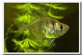 杂志连载晶莹剔透的玻璃鱼（一）图片