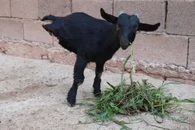 玉溪有只“羊坚强” 天生两条腿竟能直立独行图片