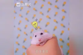 哟~小仓鼠会说话！新年好~放学别走呀·快把红包交出来~