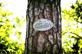 百年古树住进“石头房”图片