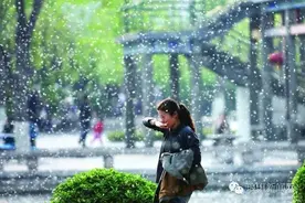 闹心！杨絮！杨絮！这场“飞雪”的邂逅，一点也不浪漫！图片