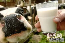 广西一牛奶厂无证产奶销往部分幼儿园 官方调查 （1）图片