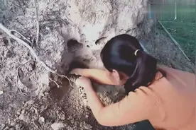 柬埔寨妇女抓蛇太彪悍，直接下手硬扯出来