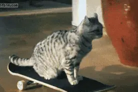 跌宕起伏的美国短毛猫励志传奇图片