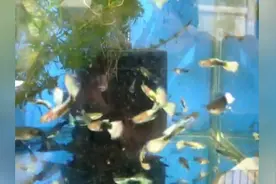 新手入门级黄礼服孔雀鱼 观赏鱼 热带鱼图片