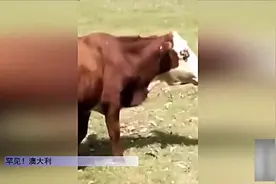 实拍：罕见！奶牛被拍到开荤吃蛇