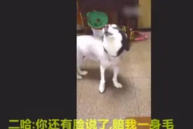 狗狗被剃毛后发怒，还跟主人大吵，最后气哭了