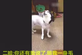 狗狗被剃毛后发怒，还跟主人大吵，最后气哭了