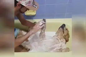 主人给金毛洗澡，瞧瞧它这享受的样子