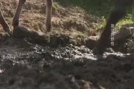 生活在欧洲草原上的马匹的祖先最早的时期是由野马驯化而来视频封面