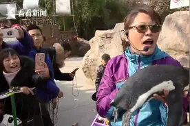春节值班餐：企鹅妈妈金俊和她的“饲养员”一家视频封面