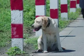 警犬的主人离开了警队，它却不舍的跟着车跑了好远，好感动！视频封面
