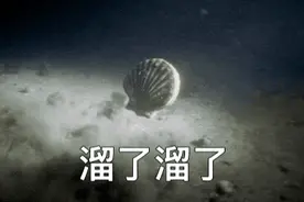 “扇贝跑路的秘密”爆红！獐子岛扇贝外逃到北海道了？图片