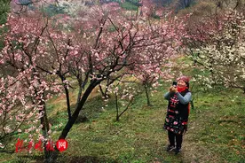 春节游客逛古林公园，赏漫山梅花正当时(图文)图片