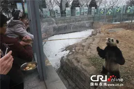 【新春走基层】一样的春节,不一样的年味:"我和熊猫一起过大年"图片
