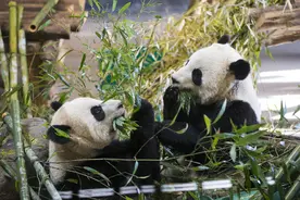 （国际）（6）给熊猫“拜年”图片