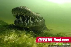 探寻博茨瓦纳野生区的河中巨怪图片