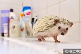 英情侣意外收养非洲迷你刺猬，小家伙爱上泡澡萌萌哒图片