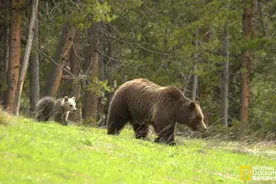 死而复生？美国热议灰熊携子归来图片