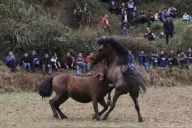 广西大苗山田间斗马迎新年图片