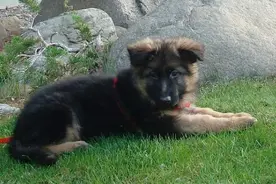 二战中的神奇战犬：能感知敌机来袭，有时比雷达还要敏锐图片