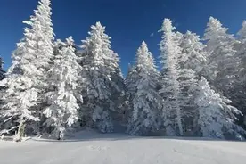 冰雪经济系列：冰葡萄带火一方人图片