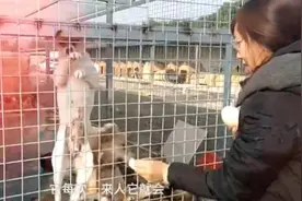 流浪小狗渴望被领养 见人就爬隔离网“求关注”图片