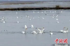 黄河进入本年度开河期 黄河防总全面部署防凌工作图片