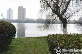 沙市江津湖边垂柳飘荡 湖面倒影出环湖别致景致图片