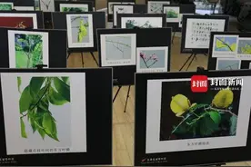 大过年不看花 来青城山下看世界最长虫虫图片