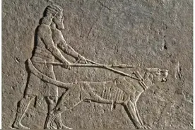 狗年说狗︱考古所见“汪星人”：万年家犬简史图片