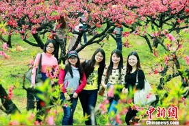 广东连平桃花烂漫正逢春  引单身青年觅“桃缘”图片
