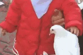 濮阳萌宝喂鸽子的画面走红网络，网友戏称：鸽子委屈死了，到嘴的玉米就这么被抢走了！图片