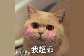 南宁大爷小区遛狗被罚款，只因一个习惯！如何成为合格“铲屎官”速戳！图片