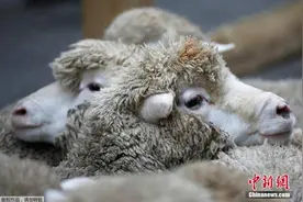 中国羊毛产品需求不断增长 澳生产商大发“羊”财图片