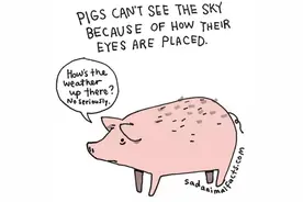 动物界悲伤的事实！告诉你，可不要哭哦！图片