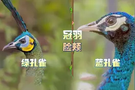 它们是土生土长的“中国孔雀” 如今不到500只濒临灭绝！视频封面