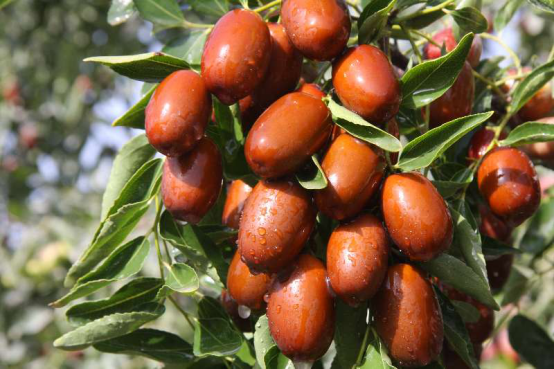 新疆叶河源有机红枣实现绿色崛起