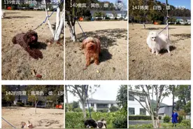 元宵节快来杭州太庙广场看狗狗比赛！现场还能免费领养图片