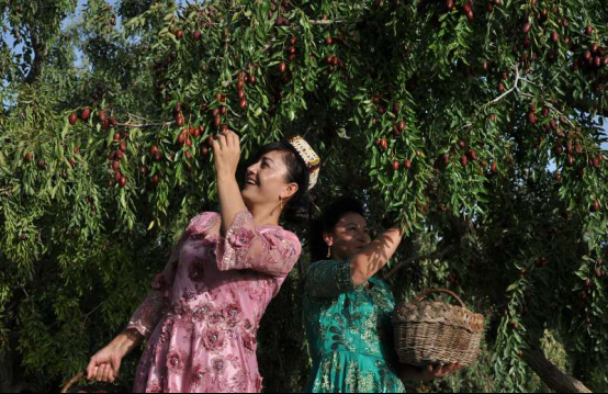 新疆叶河源有机红枣实现绿色崛起