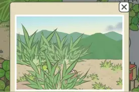 记忆里的那些花儿｜“旅行青蛙”中的灵魂道具三叶草图片