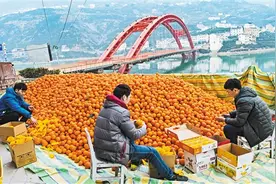 秭归脐橙翻身记 “小脐橙”变身“致富果”图片