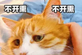美食｜长春吃货私藏的6家素食餐厅大曝光，拒绝长肉就要这么吃！图片