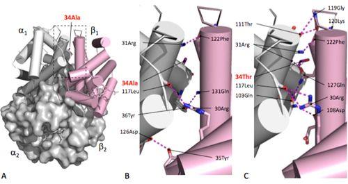 科研人员发现鸟类适应青藏高原极端环境的分子进化机制