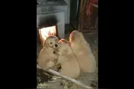 狗狗在火炉旁取暖，主人闻到狗肉香，这是在烧烤？图片