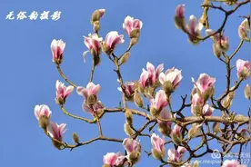 赏花不待时 汉中的这些辛夷花美翻啦~图片