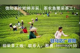 信阳招聘大量短期采茶工 管吃管住 还包路费图片